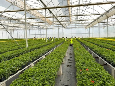 Najveći europski staklenik