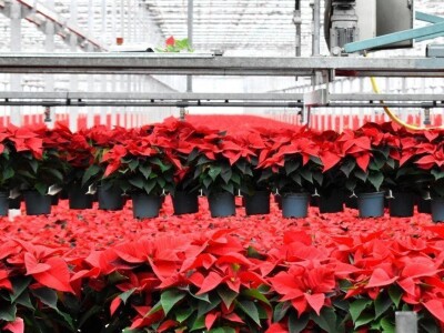 Najveći europski staklenik