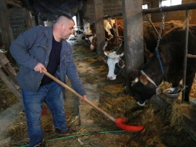 Najveći farmer u Srebrenici: Krave na planini od ranog proljeća do prvih snjegova Najveći farmer u Srebrenici: Krave na planini od ranog proljeća do prvih snjegova
