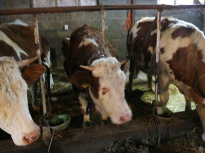 Najveći farmer u Srebrenici: Krave na planini od ranog proljeća do prvih snjegova Najveći farmer u Srebrenici: Krave na planini od ranog proljeća do prvih snjegova