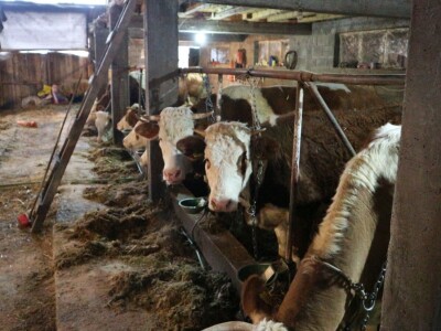 Najveći farmer u Srebrenici: Krave na planini od ranog proljeća do prvih snjegova Najveći farmer u Srebrenici: Krave na planini od ranog proljeća do prvih snjegova