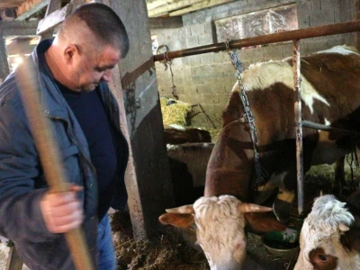 Najveći farmer u Srebrenici: Krave na planini od ranog proljeća do prvih snjegova