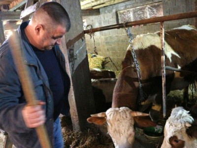 Najveći farmer u Srebrenici: Krave na planini od ranog proljeća do prvih snjegova Najveći farmer u Srebrenici: Krave na planini od ranog proljeća do prvih snjegova