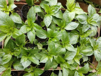 Naklijavanje sjemena paprike