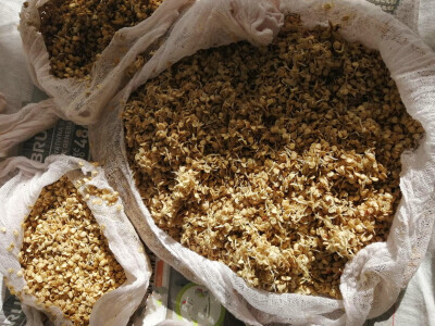 Naklijavanje sjemena paprike