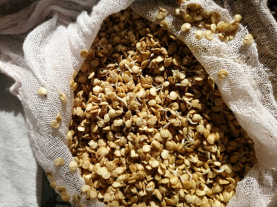 Naklijavanje sjemena paprike