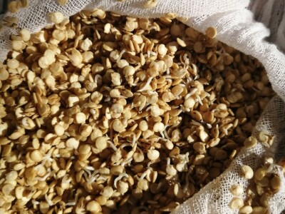 Naklijavanje sjemena paprike