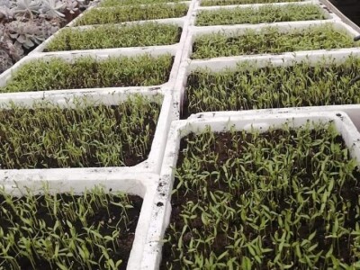 Naklijavanje sjemena paprike