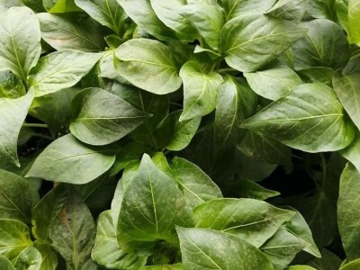 Naklijavanje sjemena paprike