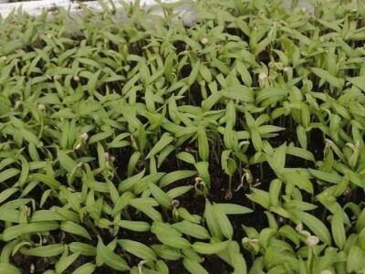 Naklijavanje sjemena paprike