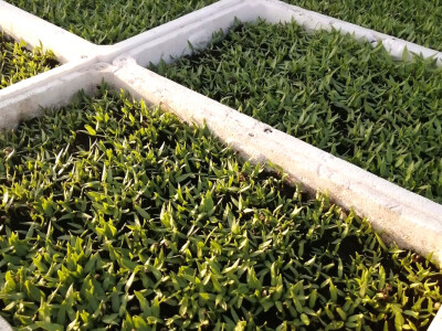 Naklijavanje sjemena paprike