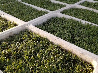 Naklijavanje sjemena paprike