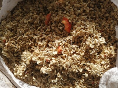 Naklijavanje sjemena paprike