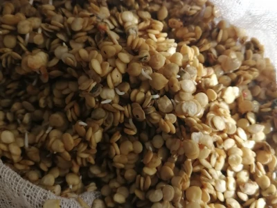 Naklijavanje sjemena paprike