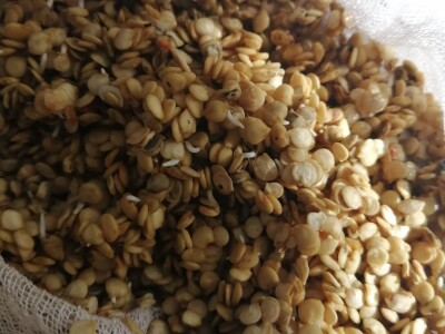 Naklijavanje sjemena paprike