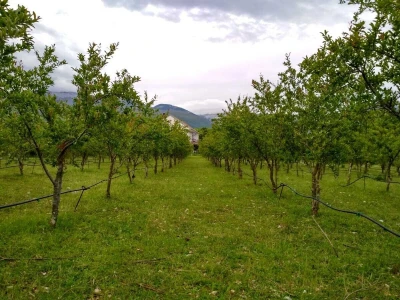 Nakon soka i čaja Dabići džemom od nara osvajaju kupce