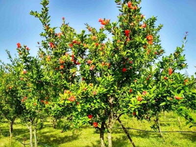 Nakon soka i čaja Dabići džemom od nara osvajaju kupce Nakon soka i čaja Dabići džemom od nara osvajaju kupce