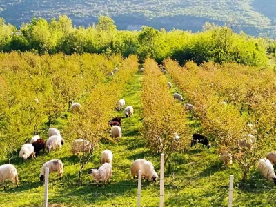Nakon soka i čaja Dabići džemom od nara osvajaju kupce