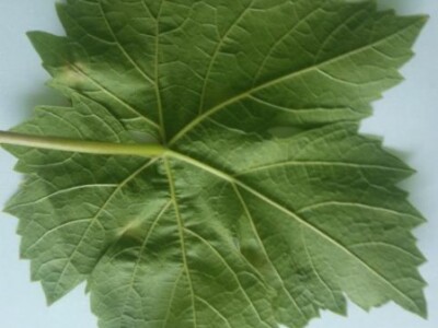 Naličje lista - zaustavljena plamenjača