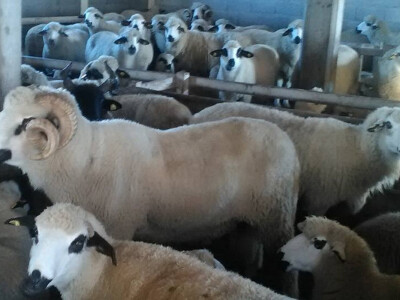 Od sjeničke ovce mleko, meso i vuna