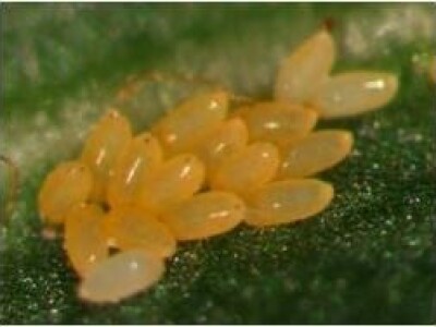 Kruškina buha i kako protiv nje?