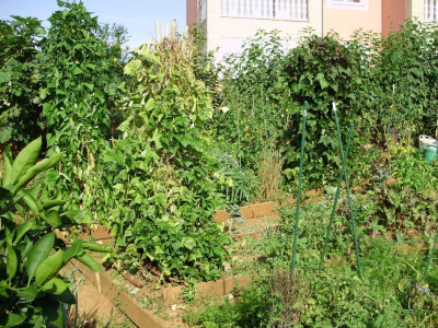 Ekološki uzgoj povrća Ekološki uzgoj povrća