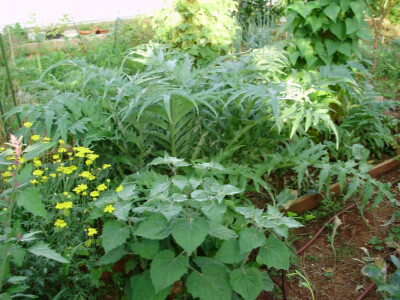 Zlata je kuhala "džumbus" juhe Zlata je kuhala "džumbus" juhe