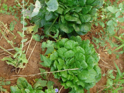 Kutak Zlatinog biovrta Kutak Zlatinog biovrta