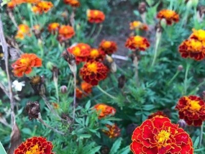 Naomi Bosch Naomi Bosch