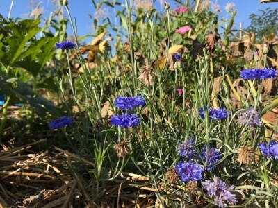 Naomi Bosch Naomi Bosch