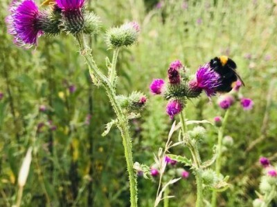 Naomi Bosch Naomi Bosch