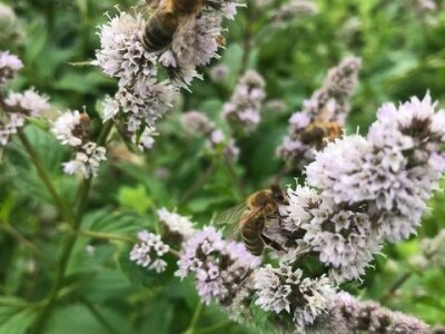 Naomi Bosch Naomi Bosch