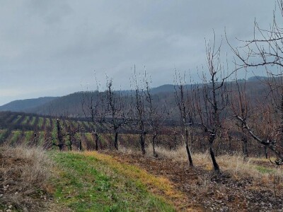 Napad kruškine buve