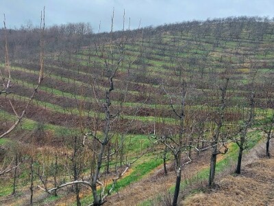 Napad kruškine buve