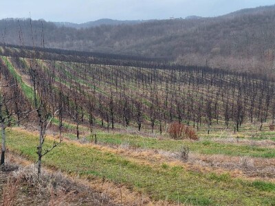 Napad kruškine buve