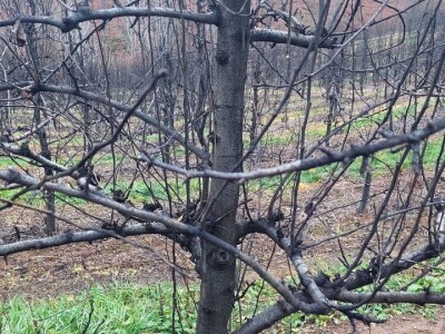 Napad kruškine buve