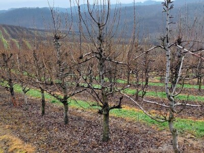 Napad kruškine buve