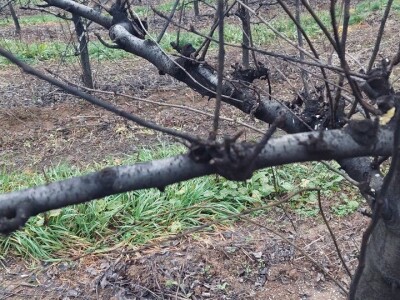 Napad kruškine buve