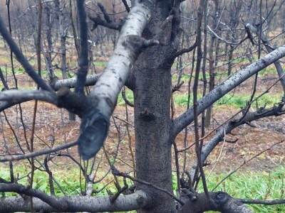 Napad kruškine buve