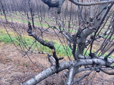 Napad kruškine buve