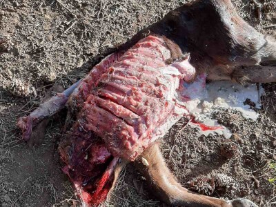 Napad vukova na goveda u Kantonu 10 Napad vukova na goveda u Kantonu 10