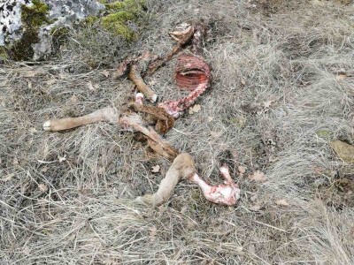 Napad vukova na goveda u Kantonu 10 Napad vukova na goveda u Kantonu 10