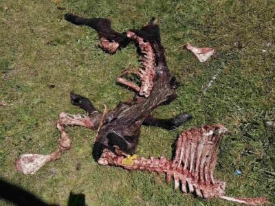 Napad vukova na goveda u Kantonu 10 Napad vukova na goveda u Kantonu 10