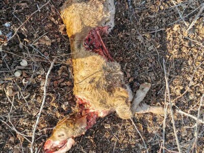 Napad vukova na goveda u Kantonu 10 Napad vukova na goveda u Kantonu 10