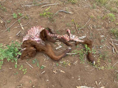 Napad vukova na goveda u Kantonu 10 Napad vukova na goveda u Kantonu 10