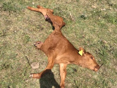 Napad vukova na goveda u Kantonu 10 Napad vukova na goveda u Kantonu 10