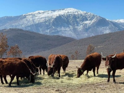 Napad vukova na goveda u Kantonu 10 Napad vukova na goveda u Kantonu 10