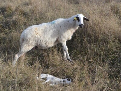 NAPAD VUKOVA  - Nadomak zadarske Kalelerge: Vukovi za blagdane poklali 18 tek ojanjenih janjaca!