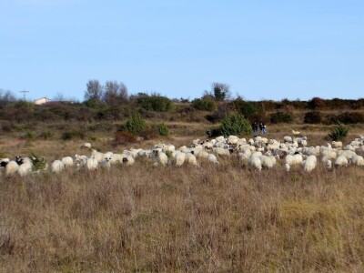 NAPAD VUKOVA  - Nadomak zadarske Kalelerge: Vukovi za blagdane poklali 18 tek ojanjenih janjaca!