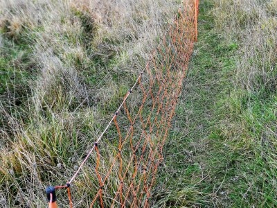 NAPAD VUKOVA  - Nadomak zadarske Kalelerge: Vukovi za blagdane poklali 18 tek ojanjenih janjaca!